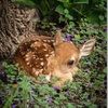 forest_fawn